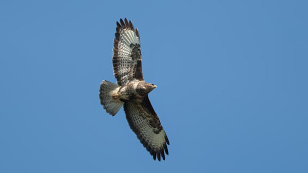 Buizerd