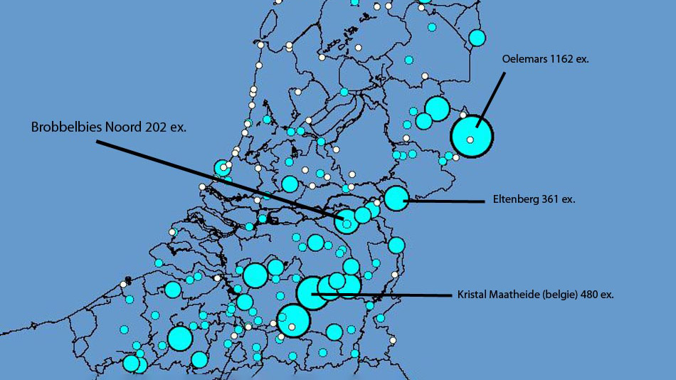 Doortrek patroon Buizerden na de megatrek die begon op Falsterbo. Zoals je kunt zien is er een duidelijke trekbaan te onderscheiden van hoe de door de Benelux getrokken zijn. Wij zitten een beetje aan de westelijke kant van de trekbaan. Bron: www.trektellen.nl