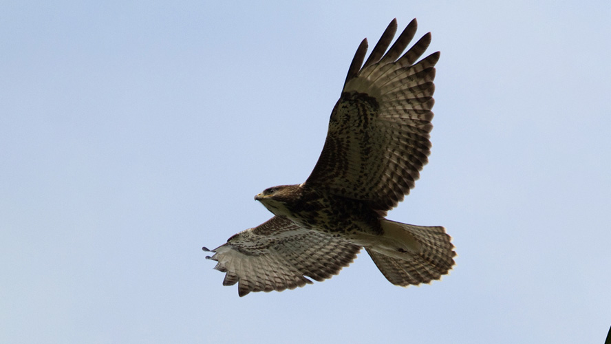 Buizerd