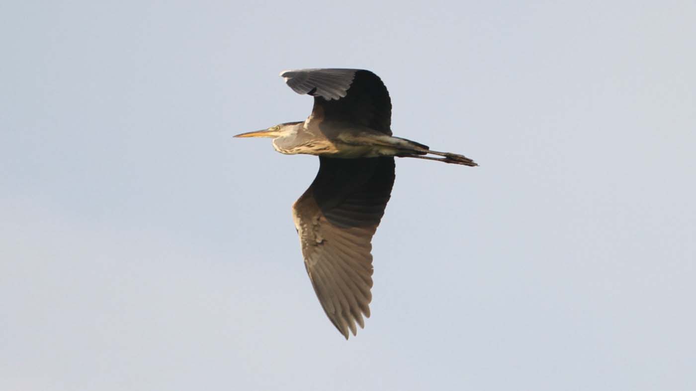 Blauwe Reiger