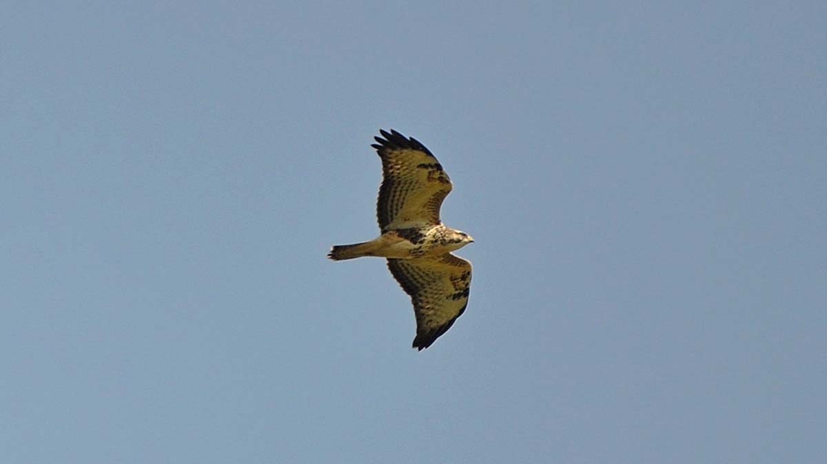 Buizerd