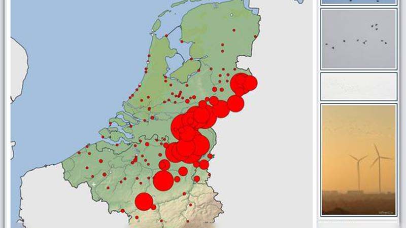 Doortrek patroon Houtduiven van 1 november