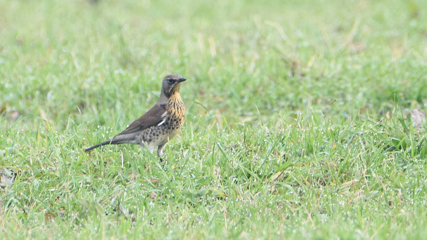 Kramsvogel