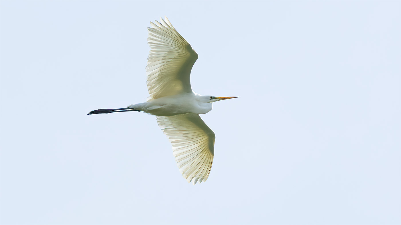 Grote Zilverreiger