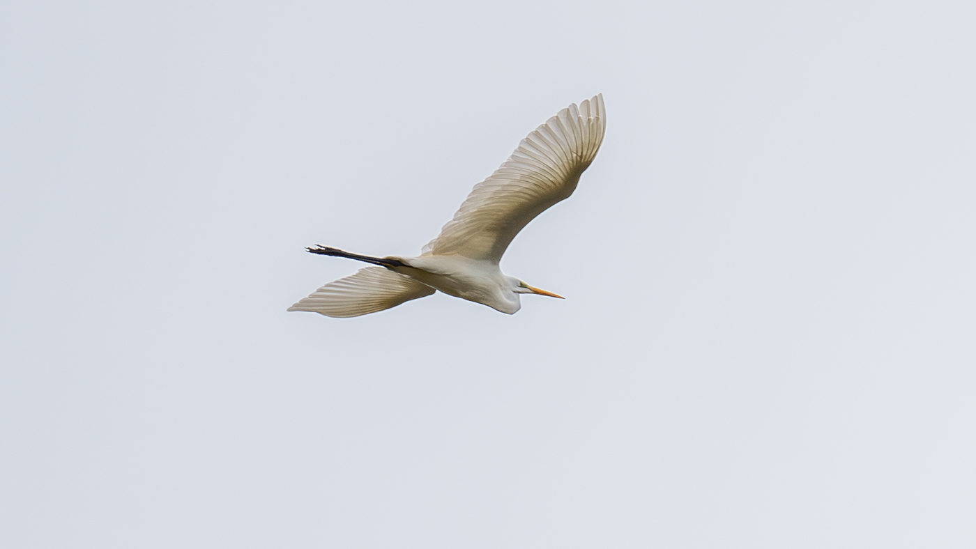 Grote Zilverreiger ©Martien van Dooren Grote Zilverreiger ©Martien van Dooren