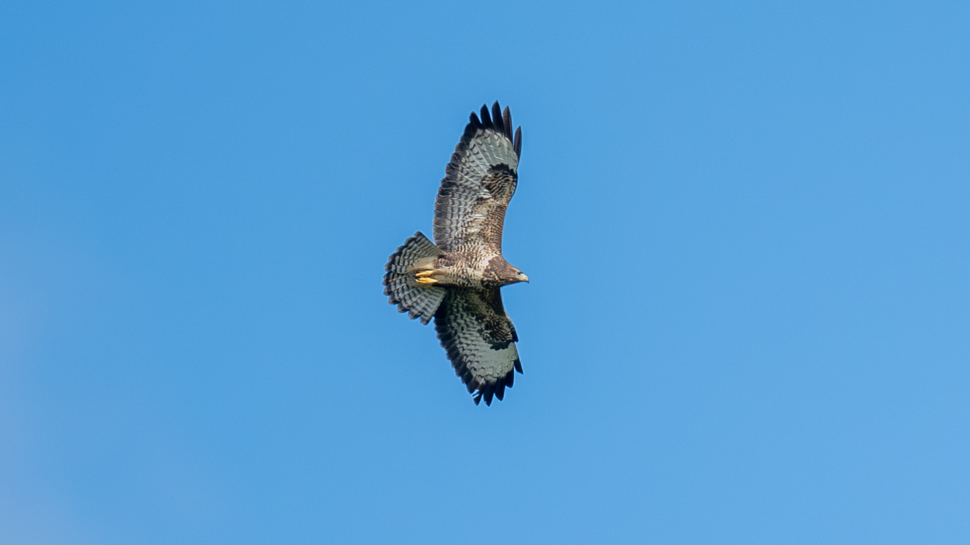 Buizerd ©Martien van Dooren Buizerd ©Martien van Dooren