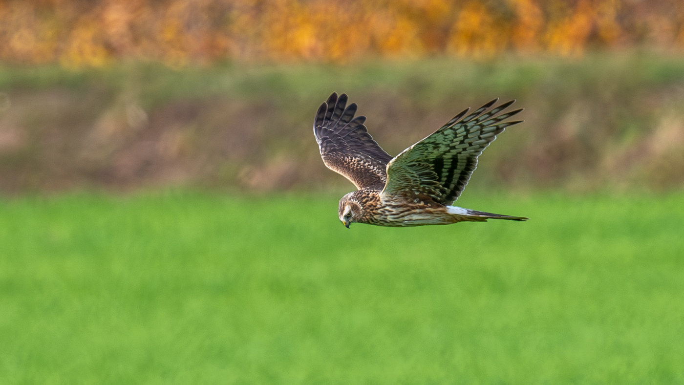 Week 18 telseizoen 2025